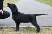 Sofi-12-weeks_2